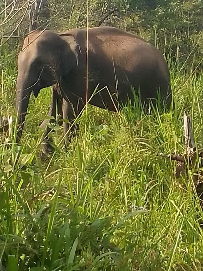 Sigiriya Village Home Stay & Private Room 0*,  Sri Lanka